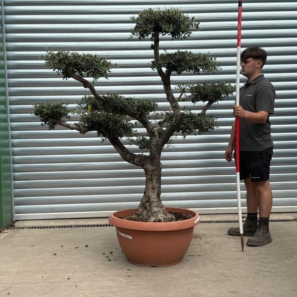 Lovely Old Trunk Cloud Specimen Olive Fruit Tree in our Bowl Format 20186