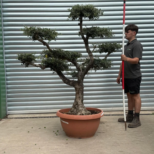 Lovely Old Trunk Cloud Specimen Olive Fruit Tree in our Bowl Format 20186