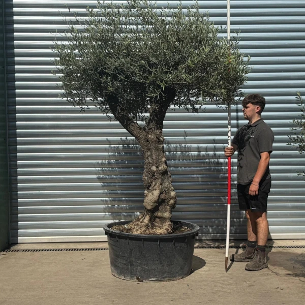 Beautiful Branched Specimen Olive Fruit Tree 20187