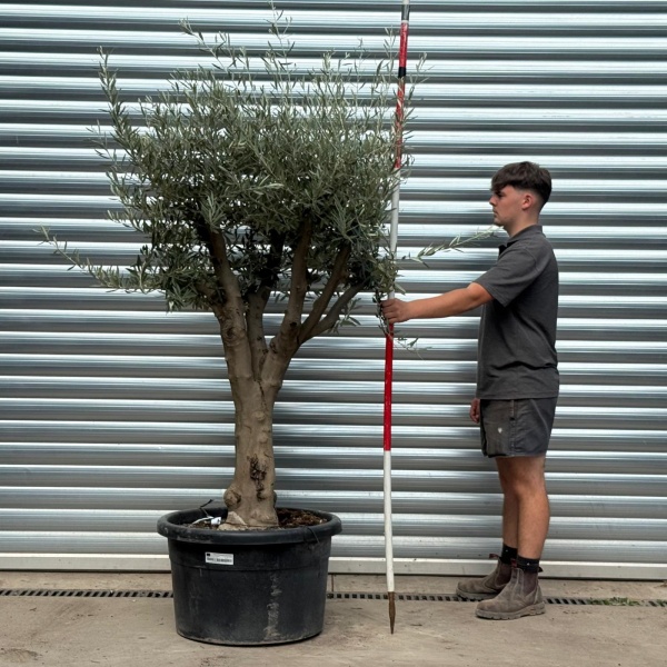 Elegant Branched Specimen Olive Fruit Tree 20198