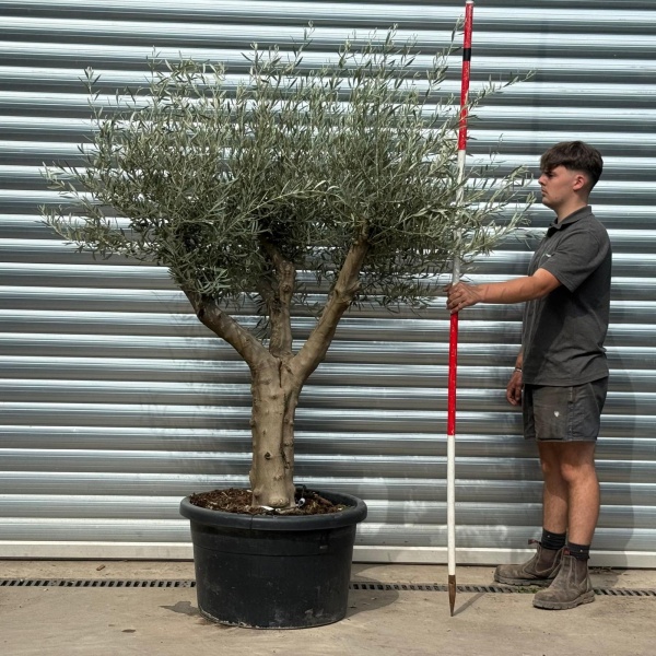 Elegant Branched Specimen Olive Fruit Tree 20199