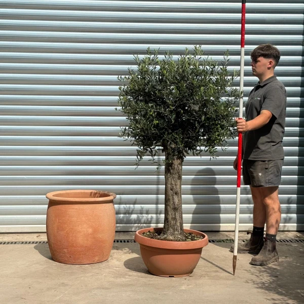 Lovely Mature Olive Fruit Tree with our 55cm Quality Terracotta 20200