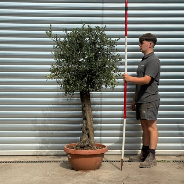 Super Mature Olive Fruit Tree in Our Bowl Format 20201