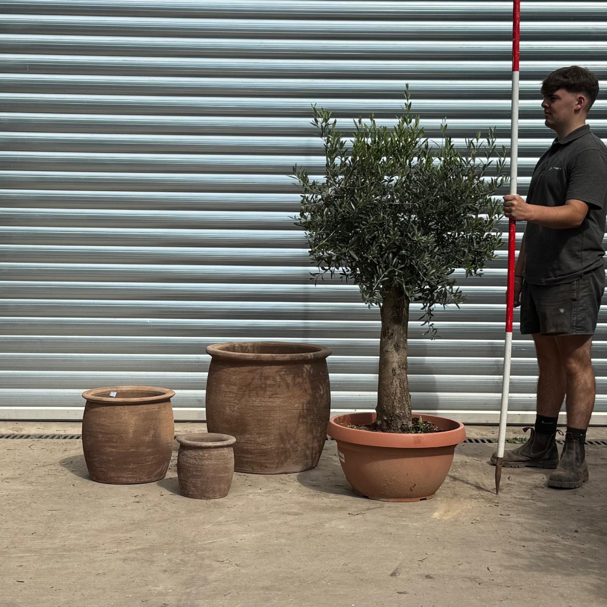 Lovely Mature Olive Fruit Tree with our 55cm Quality Mocca Terracotta + 2 FREE Planters 20202