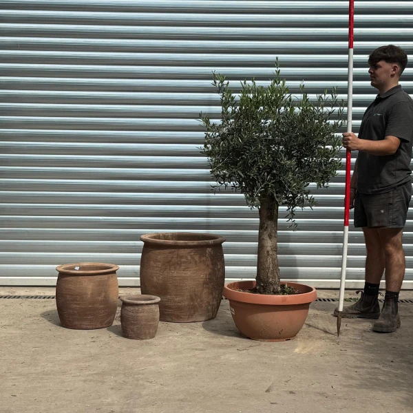 Lovely Mature Olive Fruit Tree with our 55cm Quality Mocca Terracotta + 2 FREE Planters 20202