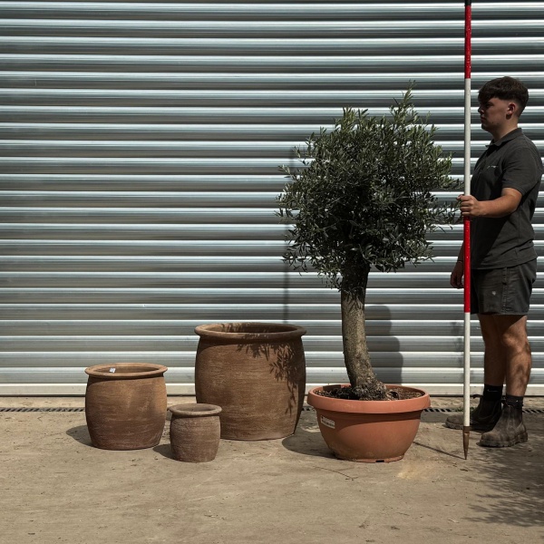 Lovely Mature Olive Fruit Tree with our 55cm Quality Mocca Terracotta + 2 FREE Planters 20203