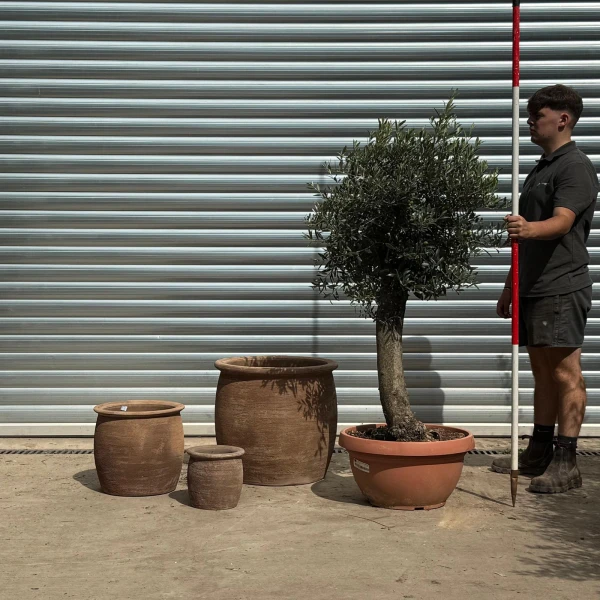 Lovely Mature Olive Fruit Tree with our 55cm Quality Mocca Terracotta + 2 FREE Planters 20203