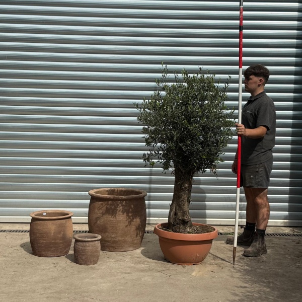 Lovely Mature Olive Fruit Tree with our 55cm Quality Mocca Terracotta  + 2 FREE Planters 20204