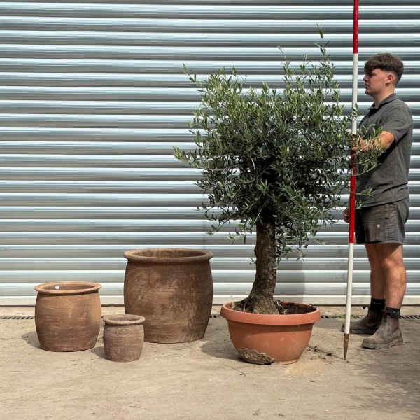 Lovely Mature Olive Fruit Tree with our 55cm Quality Mocca Terracotta  + 2 FREE Planters 20205