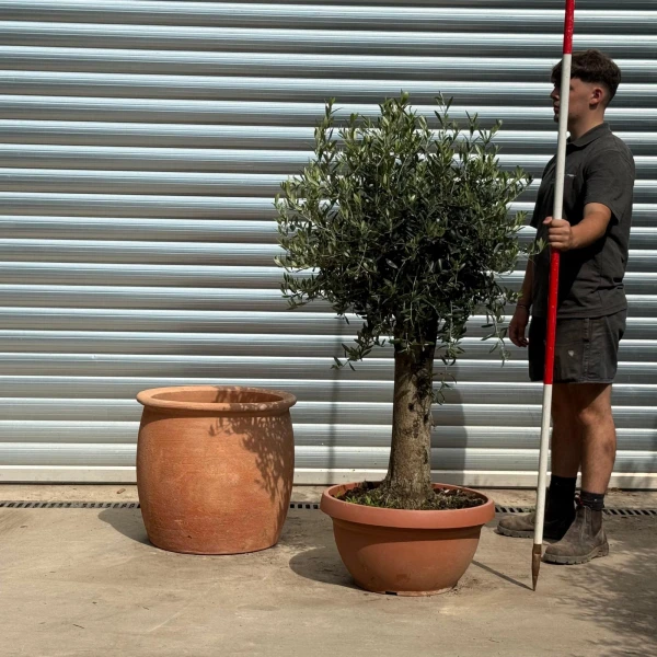 Lovely Mature Olive Fruit Tree with our 55cm Quality Terracotta 20206