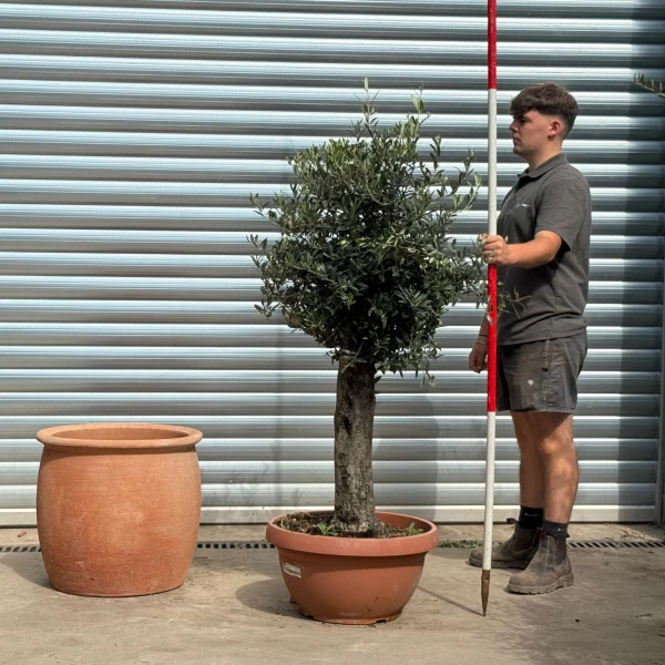Lovely Mature Olive Fruit Tree with our 55cm Quality Terracotta 20207