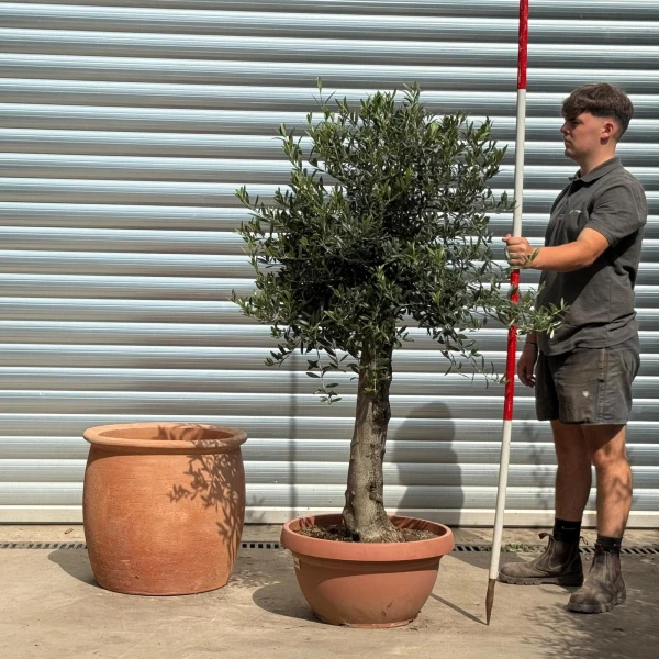 Lovely Mature Olive Fruit Tree with our 55cm Quality Terracotta 20208
