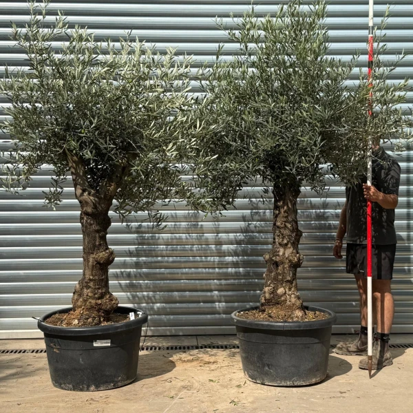 Super PAIR of Characterful Mature Specimen Olive Fruit Trees 20210 09