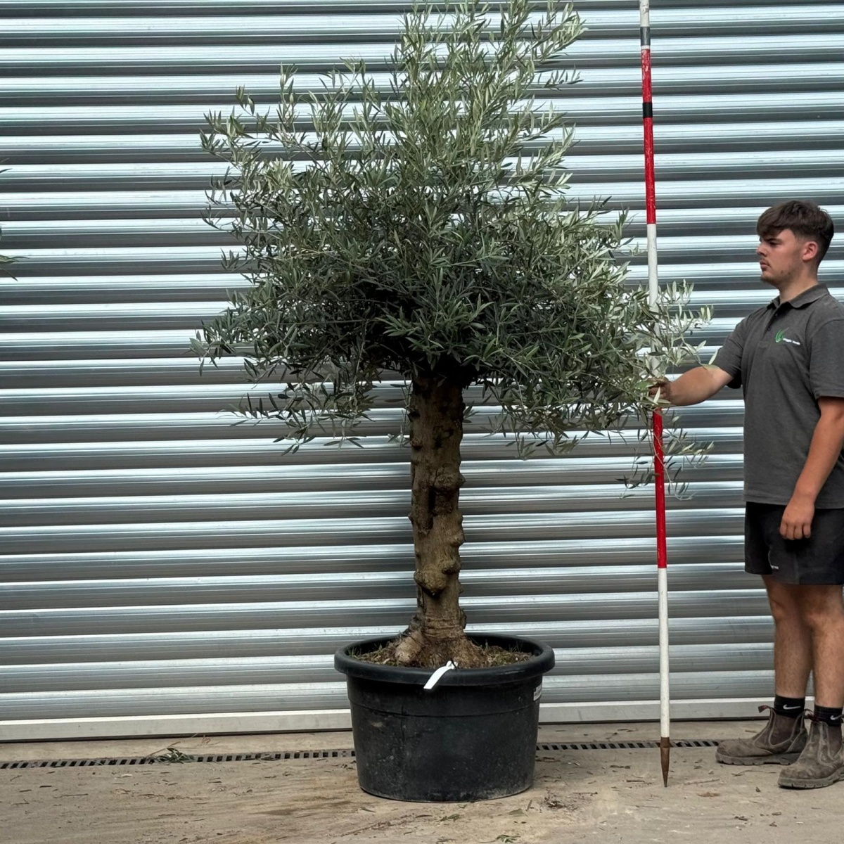 Super Characterful Mature Specimen Olive Fruit Tree 20211
