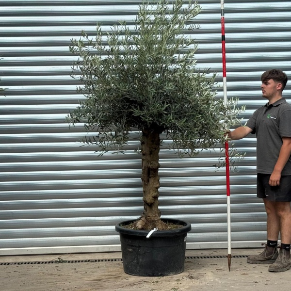 Super Characterful Mature Specimen Olive Fruit Tree 20211