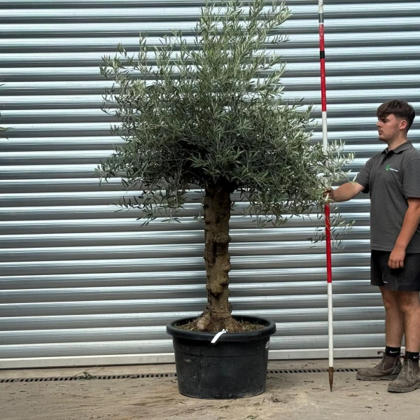 Super Characterful Mature Specimen Olive Fruit Tree 20211
