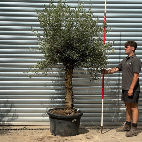 Super Characterful Mature Specimen Olive Fruit Tree 20212