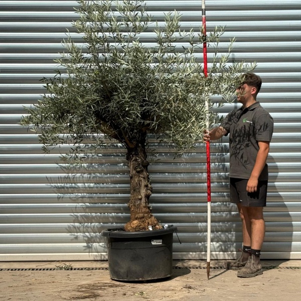Super Characterful Mature Specimen Olive Fruit Tree 20213