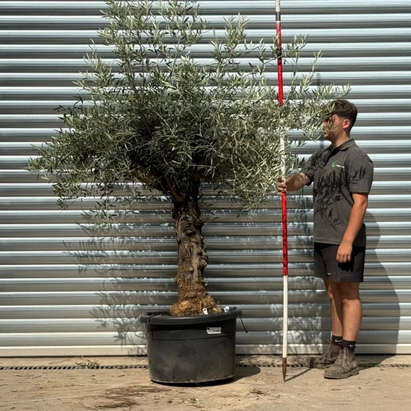 Super Characterful Mature Specimen Olive Fruit Tree 20213