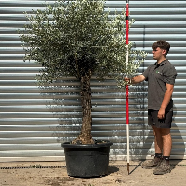 Super Characterful Mature Specimen Olive Fruit Tree 20214