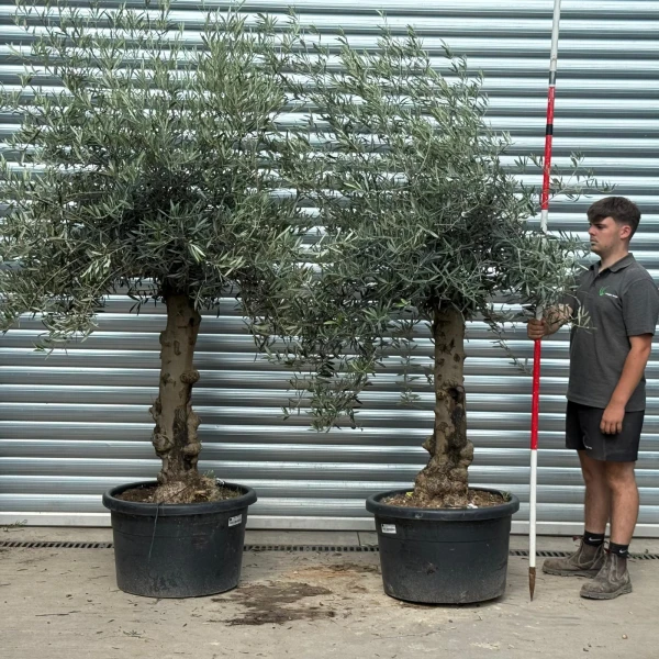 Super PAIR of Characterful Mature Specimen Olive Fruit Trees 20215 16