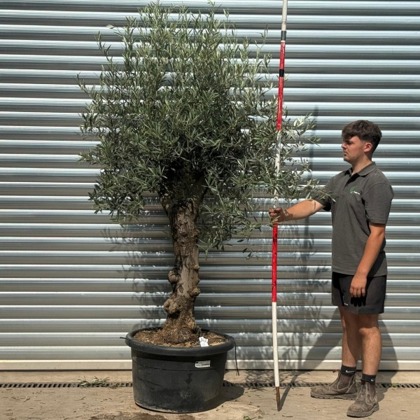 Super Characterful Mature Specimen Olive Fruit Tree 20217