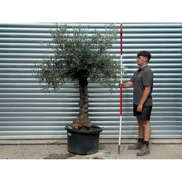 Super Characterful Mature Specimen Olive Fruit Tree 20218