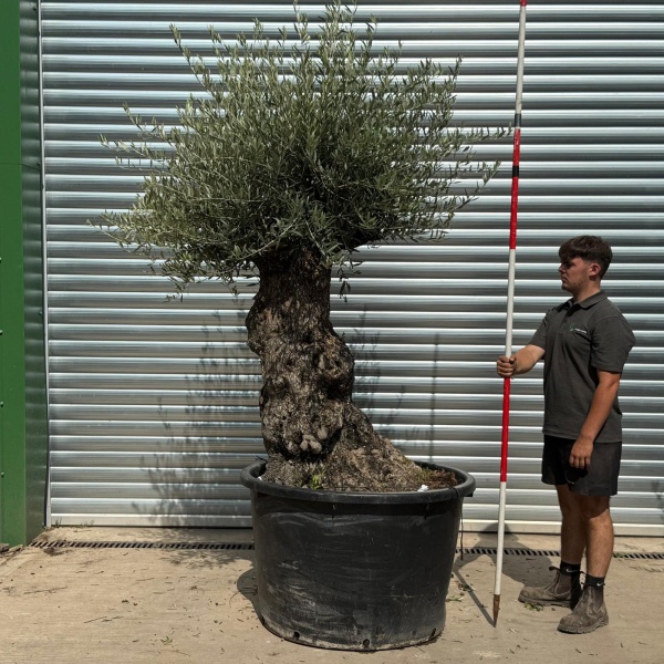 Beautiful Ancient Specimen Olive Fruit Tree 20219