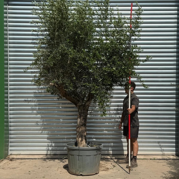 Super Branched Specimen Olive Fruit Tree 20220