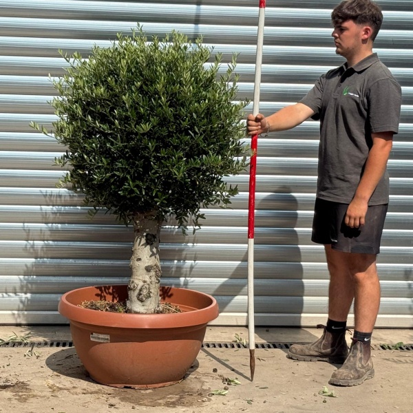 Beautiful Mature Clipped Olive Fruit Tree Specimen in our Bowl Format 20221