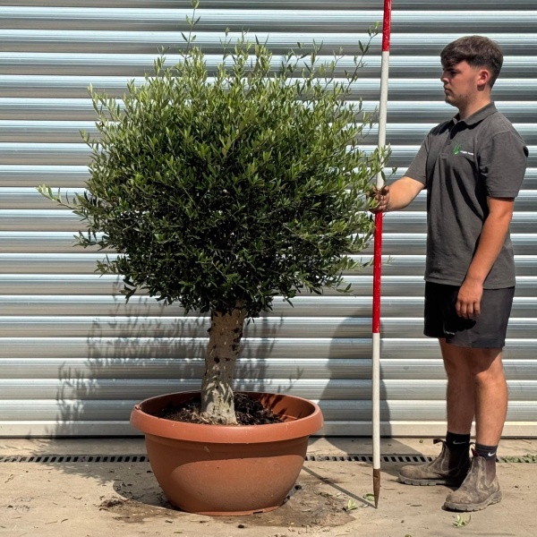 Beautiful Mature Clipped Olive Fruit Tree Specimen in our Bowl Format 20222