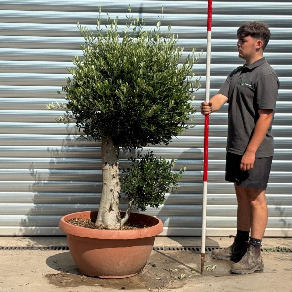 Beautiful Mature Clipped Olive Fruit Tree Specimen in our Bowl Format 20223