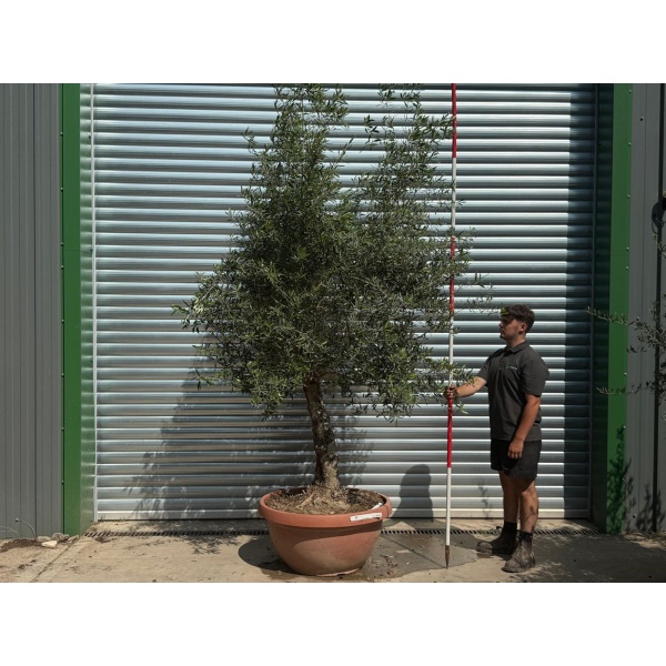 Screaming Screening Specimen Olive Fruit Tree in our Bowl Format 20224