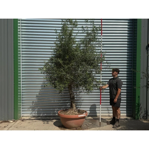 Screaming Screening Specimen Olive Fruit Tree in our Bowl Format 20224