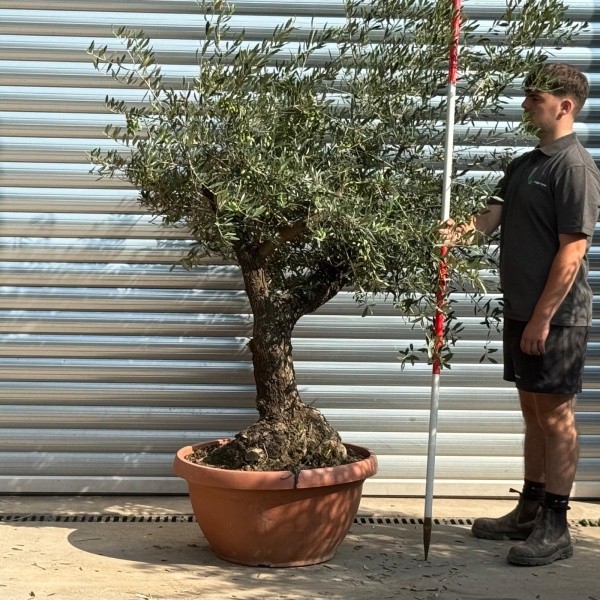 Super Branched Specimen Olive Fruit Tree in our Bowl Format 20225