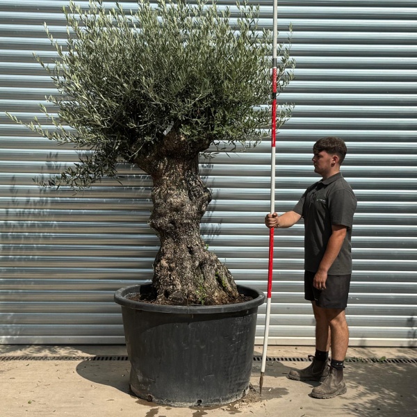 Beautiful Ancient Specimen Olive Fruit Tree 20226