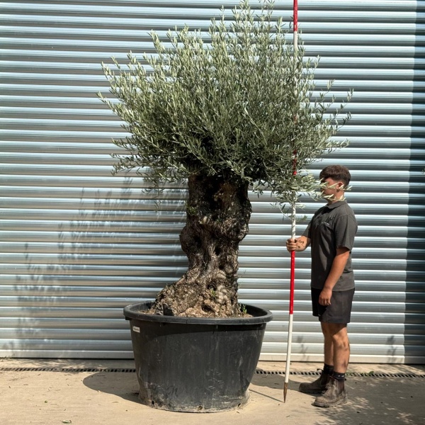 Beautiful Ancient Specimen Olive Fruit Tree 20227