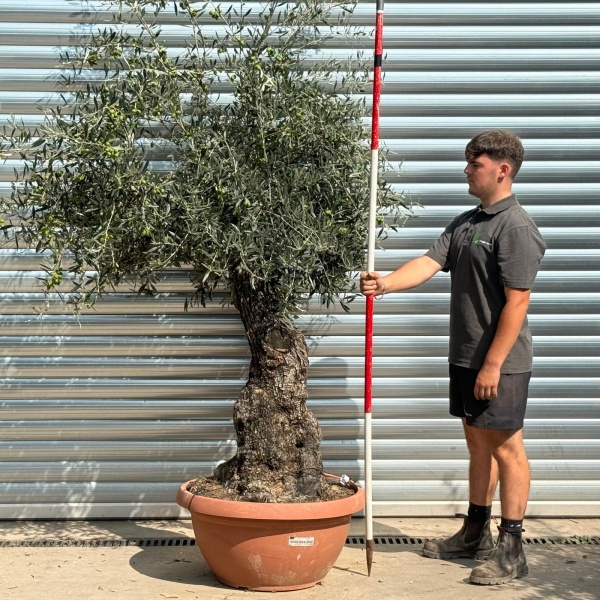 Super Ancient Specimen Olive Fruit Tree in our Bowl Format 20228