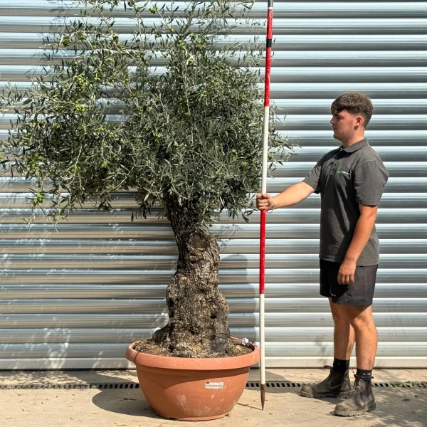 Super Ancient Specimen Olive Fruit Tree in our Bowl Format 20228