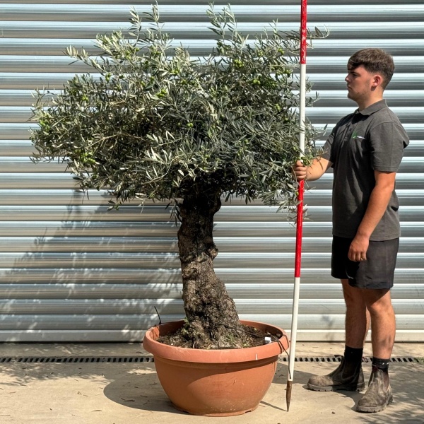 Super Ancient Specimen Olive Fruit Tree in our Bowl Format 20229