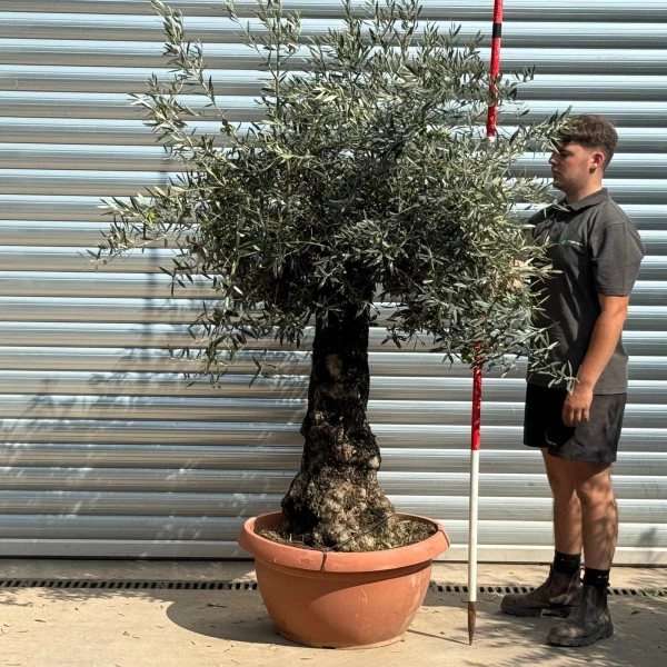 Super Ancient Specimen Olive Fruit Tree in our Bowl Format 20230