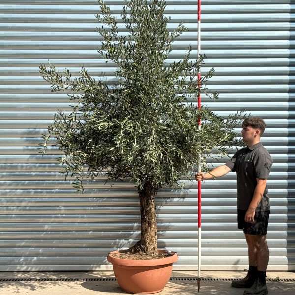 Super Ancient Specimen Olive Fruit Tree in our Bowl Format 20231