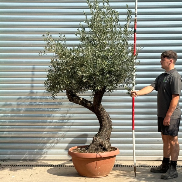 Wonderful Quirky Ancient Specimen Olive Fruit Tree in our Bowl Format 20232