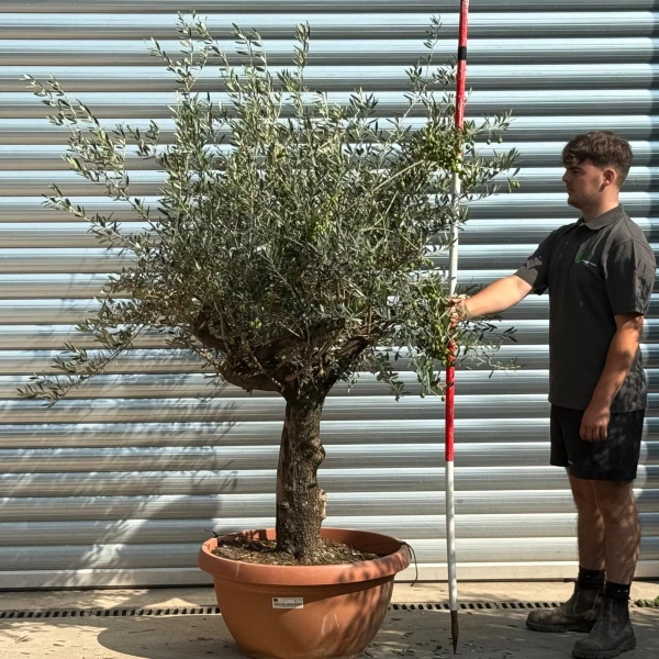 Super branched Ancient Specimen Olive Fruit Tree in our Bowl Format 20233