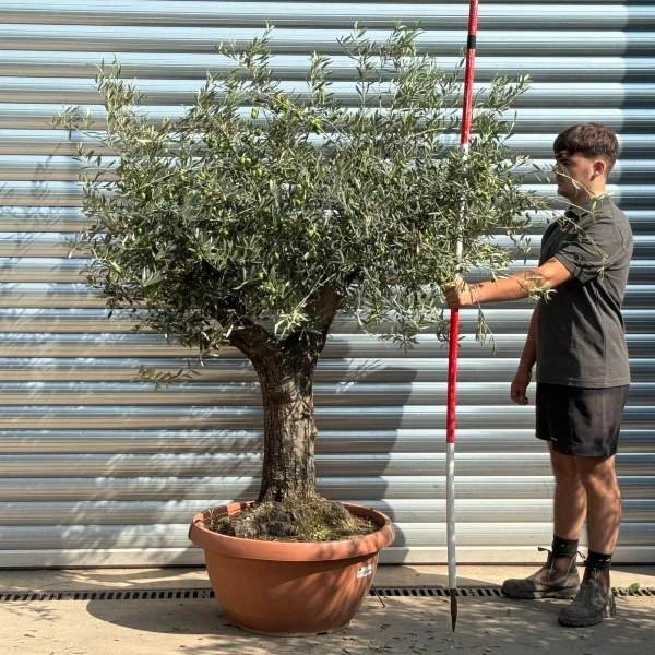 Super branched Ancient Specimen Olive Fruit Tree in our Bowl Format 20234