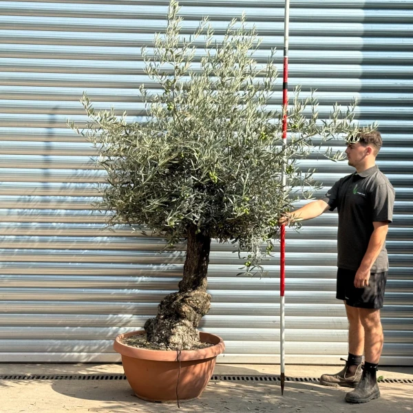 Super Ancient Specimen Olive Fruit Tree in our Bowl Format 20236