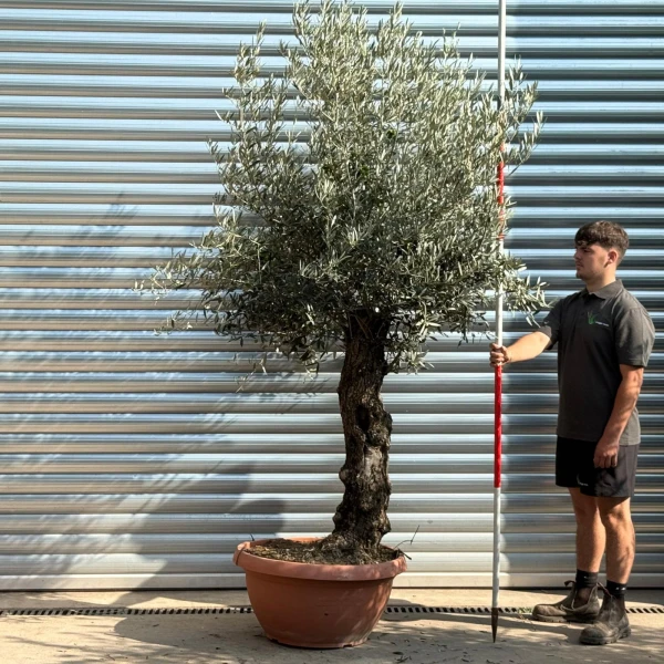 Super Ancient Specimen Olive Fruit Tree in our Bowl Format 20237