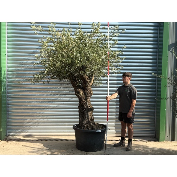 Lovely Branched Ancient Specimen Olive Fruit Tree 20238