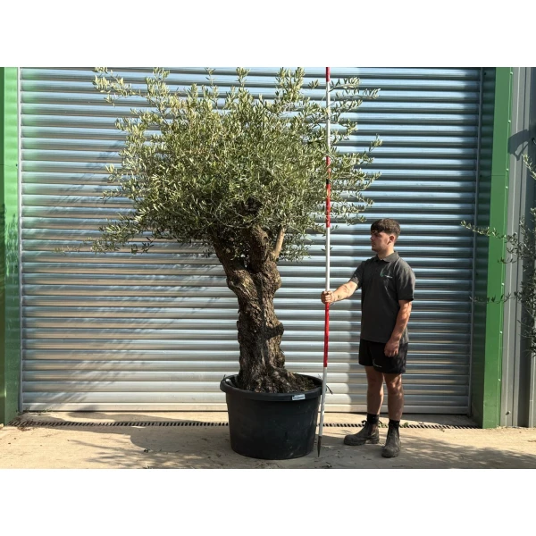 Lovely Branched Ancient Specimen Olive Fruit Tree 20238