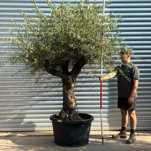 Super Branched Ancient Specimen Olive Fruit Tree 20239